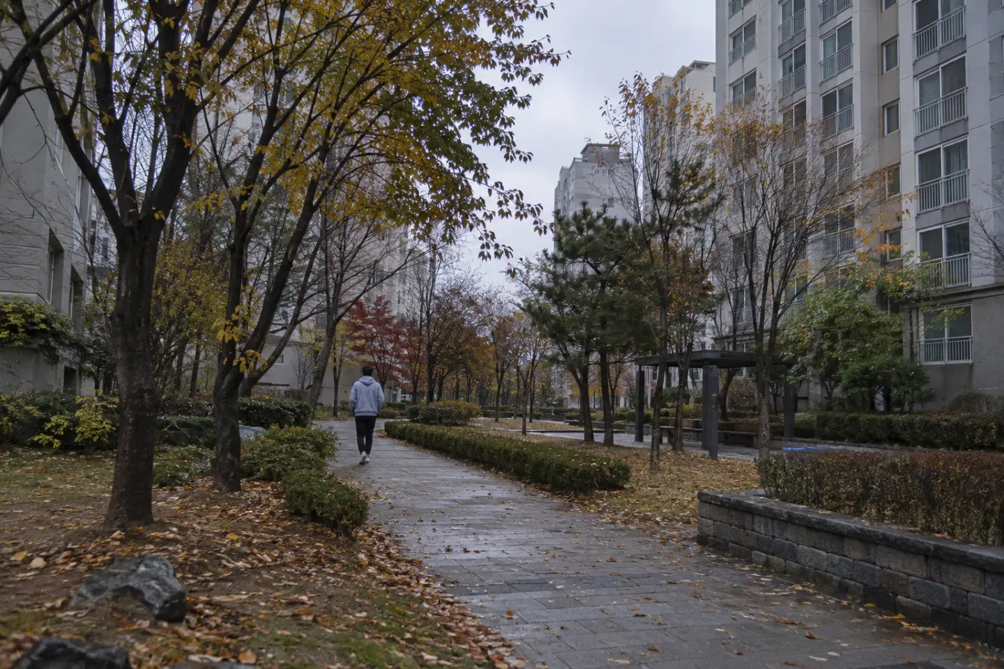 흐린 가을 아침, 낙엽이 깔린 아파트 단지 산책로를 후드티 차림의 사람이 걸어가는 뒷모습